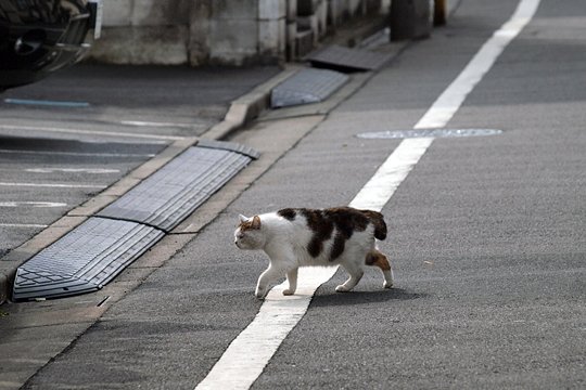 太田区のねこ