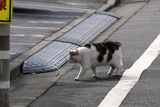 太田区のねこ