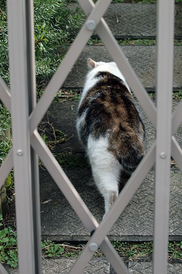 太田区のねこ