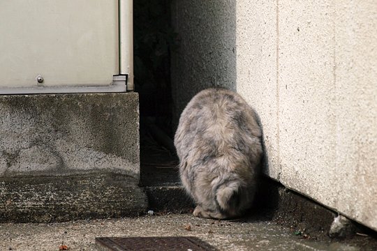 太田区のねこ