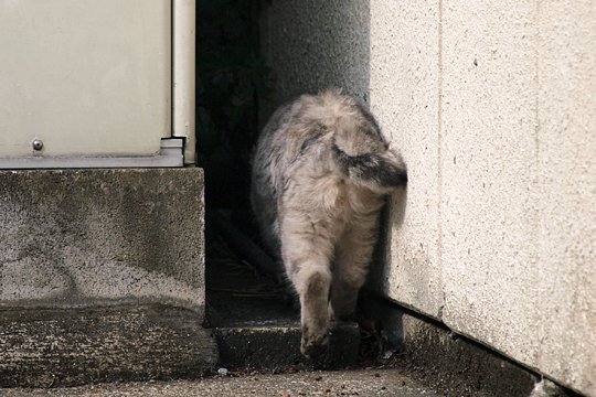 太田区のねこ