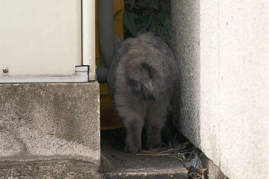 太田区のねこ