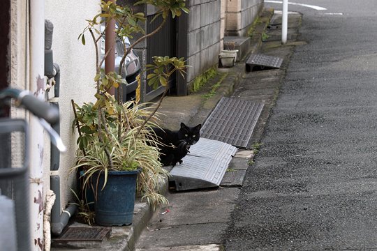 太田区のねこ