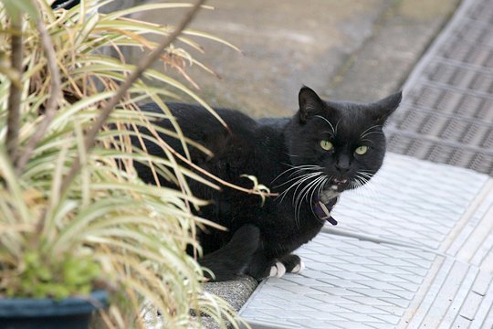 太田区のねこ