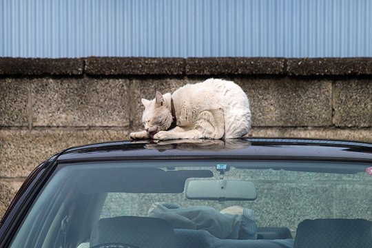 太田区のねこ