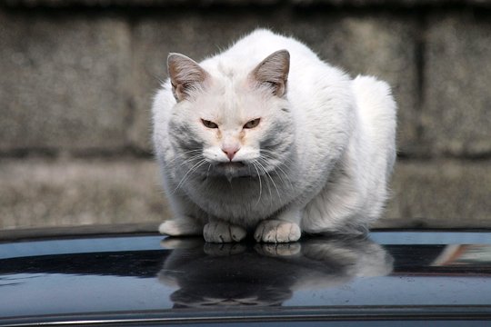 太田区のねこ