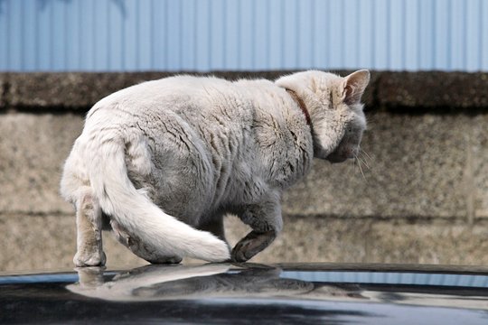 太田区のねこ