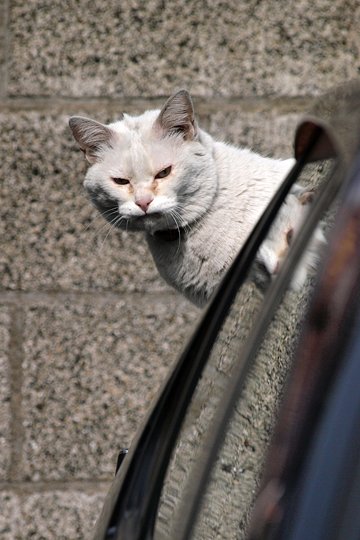 太田区のねこ