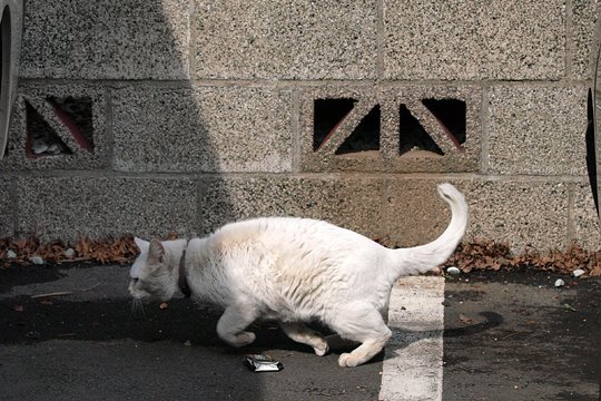 太田区のねこ