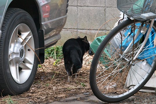 太田区のねこ