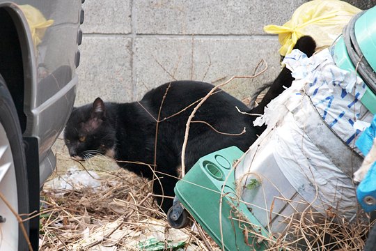 太田区のねこ