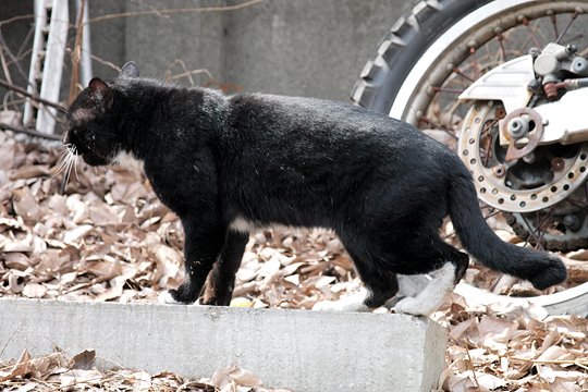 太田区のねこ