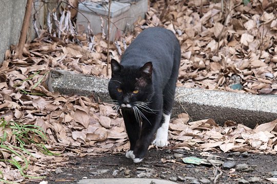 太田区のねこ