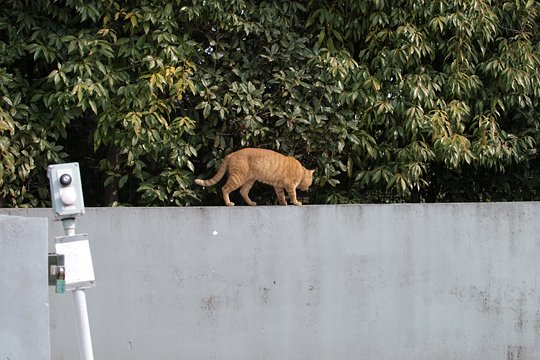 太田区のねこ