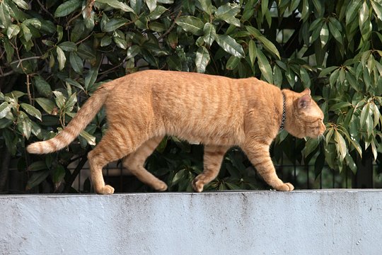 太田区のねこ