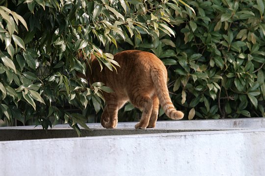 太田区のねこ