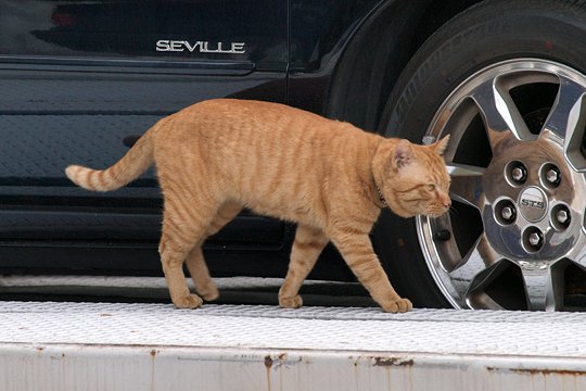 太田区のねこ