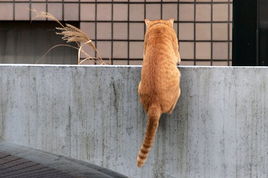 太田区のねこ