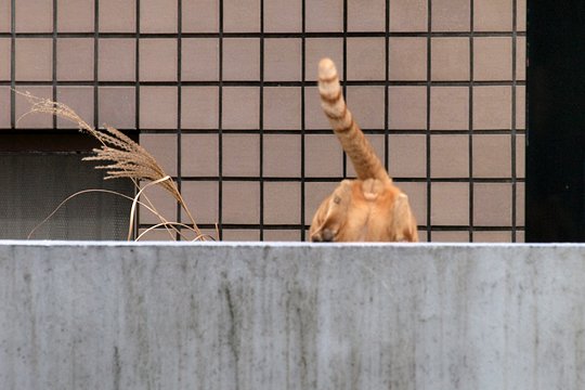 太田区のねこ