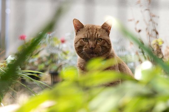 太田区のねこ