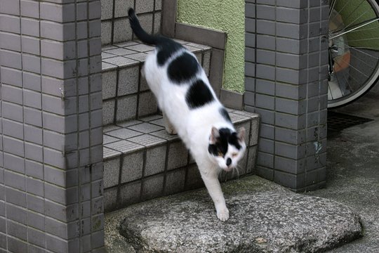 太田区のねこ