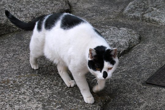 太田区のねこ