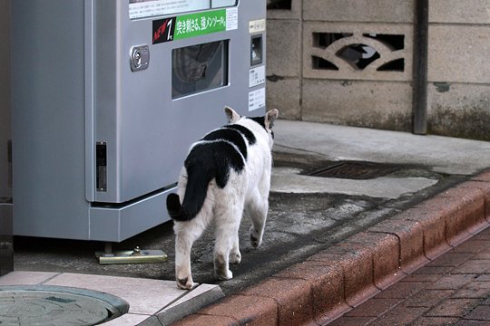 太田区のねこ