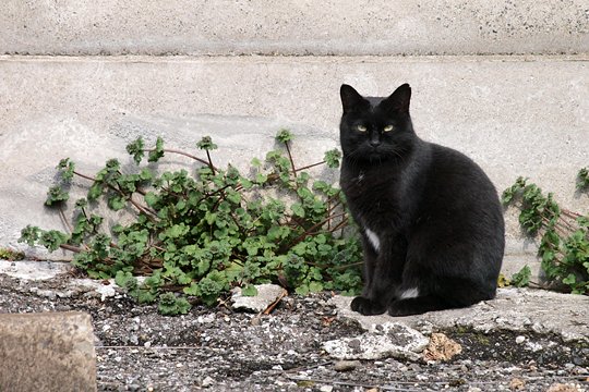 太田区のねこ