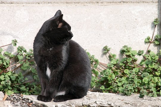 太田区のねこ