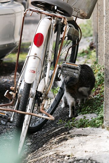 太田区のねこ