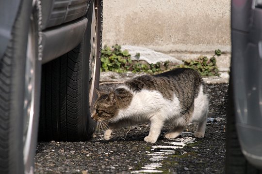 太田区のねこ