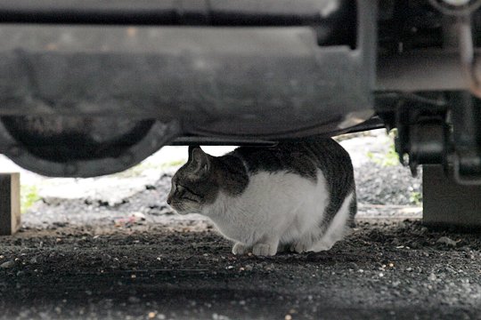 太田区のねこ