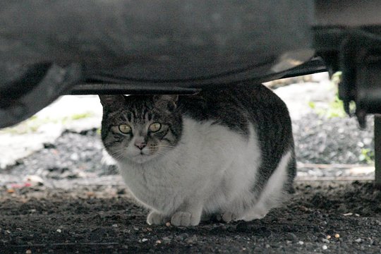 太田区のねこ