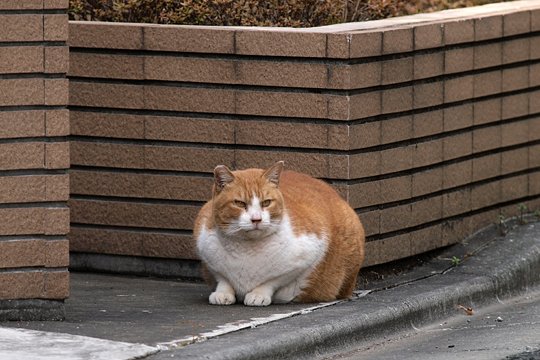 太田区のねこ