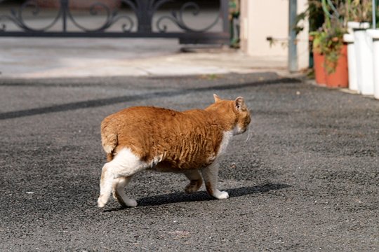 太田区のねこ