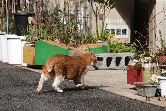 太田区のねこ