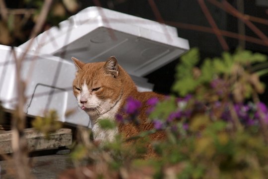 太田区のねこ