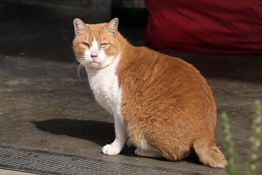 太田区のねこ