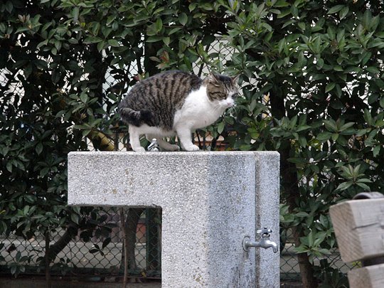 太田区のねこ