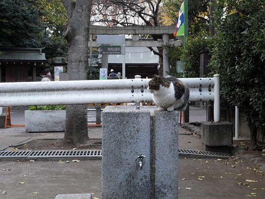 太田区のねこ