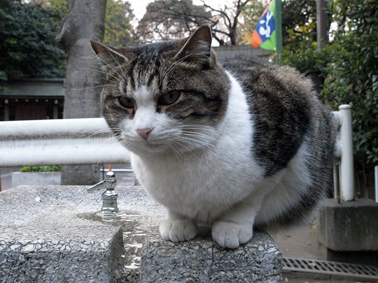 太田区のねこ