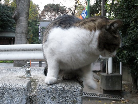 太田区のねこ