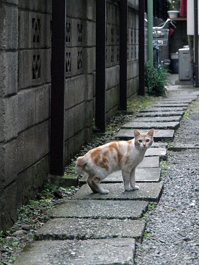 太田区のねこ