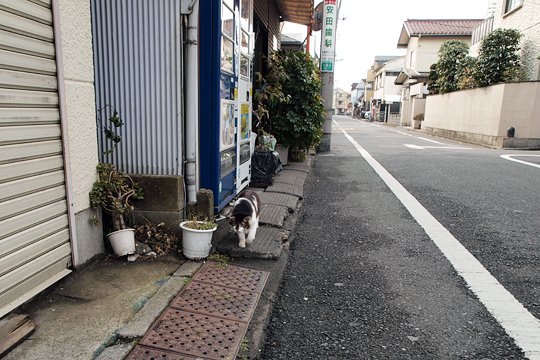 太田区のねこ