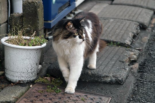 太田区のねこ