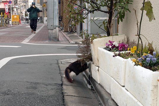 太田区のねこ