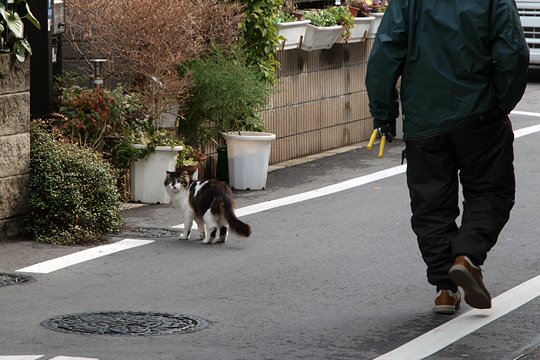 太田区のねこ