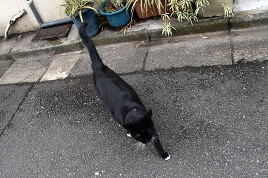 太田区のねこ