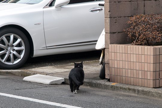 太田区のねこ