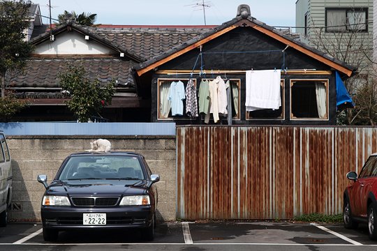 太田区のねこ